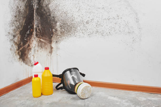 South Padre Island, TX Mold Removal Company