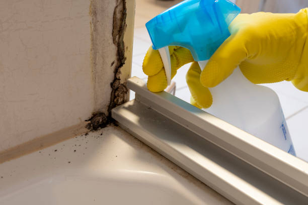 Trusted South Padre Island, TX Mold Removal Experts