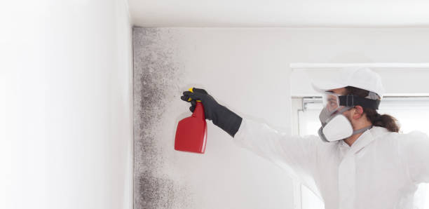 Mold Testing and Removal in South Padre Island, TX